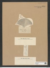 Coscinodiscus weyprechtii Grun. (de-Toni-Nr.: Genus 202, Species 5039) Zeichnungen Sammlung Grunow Nr. 8784 (NHMW-BOT-W0378384)